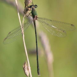 Lestes viridis